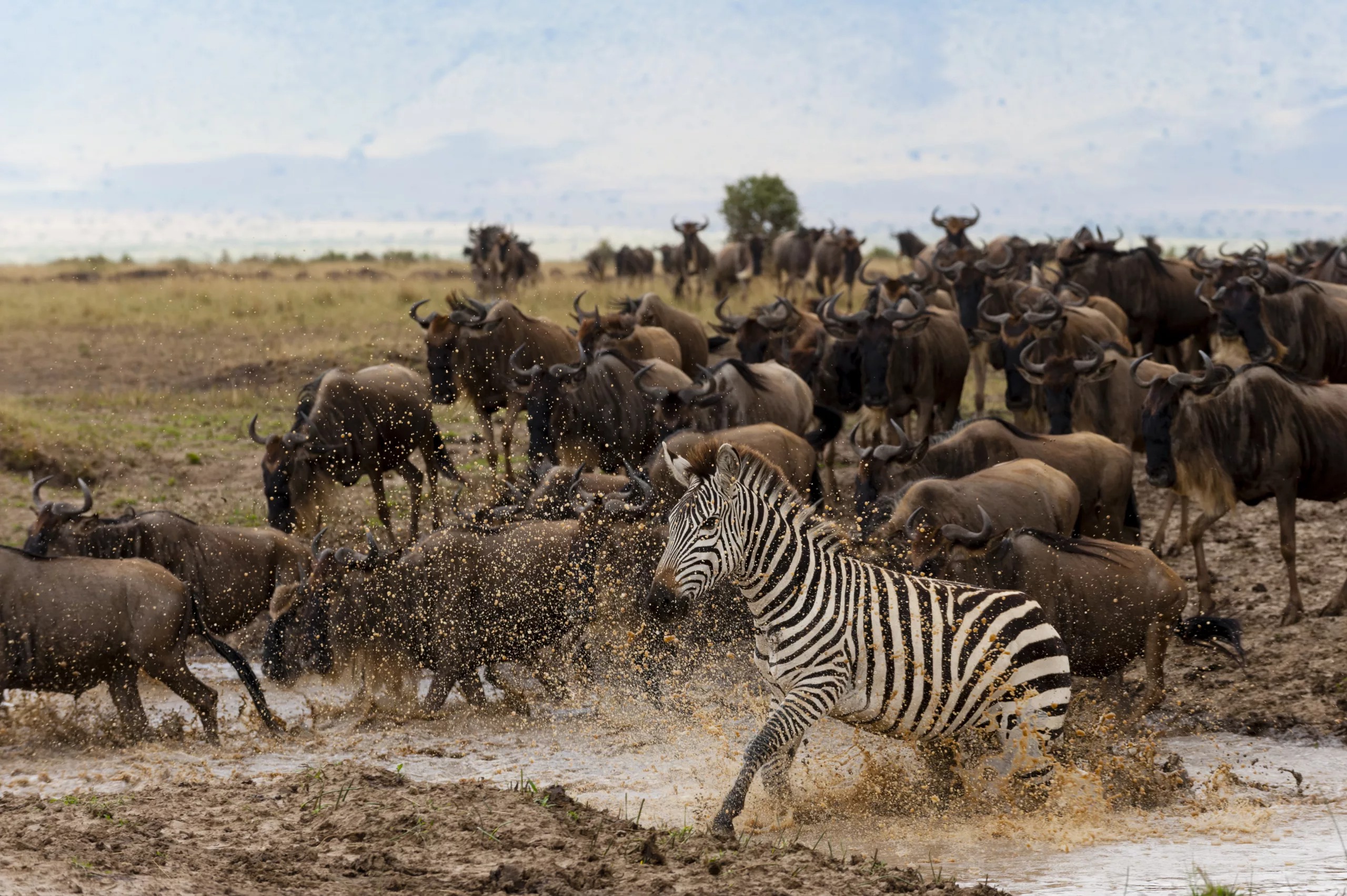 Serengeti Safari